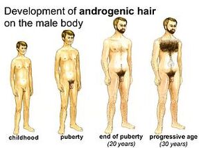 Periods of development of men