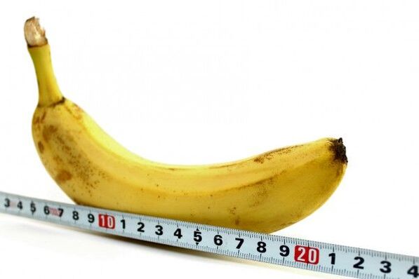 penis measurement in a banana sample